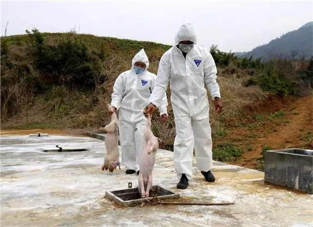 非洲猪瘟疫情情况