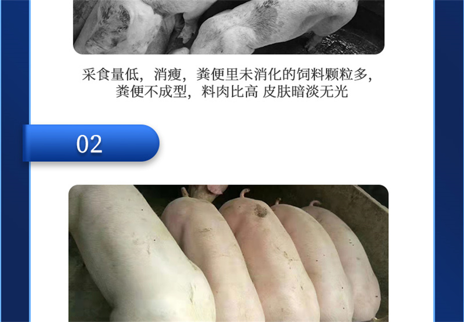 吉隆达动保猪饲料添加剂肥猪王产品介绍