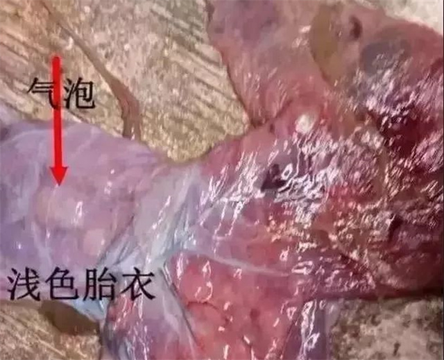 判断母猪是否产完第4招：看胎衣颜色